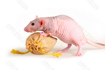Naked rat