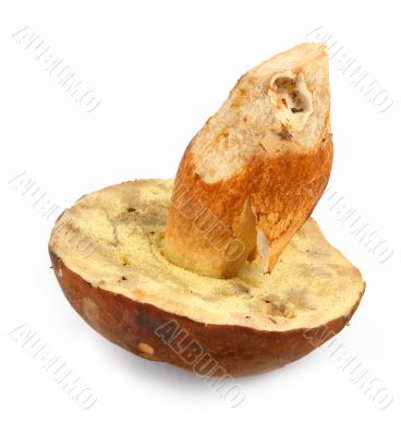 Bay Bolete