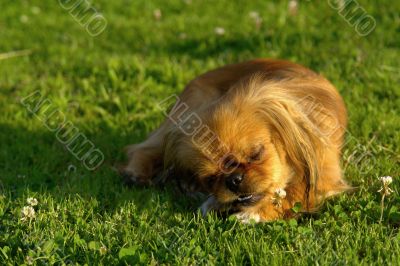 the pekinese