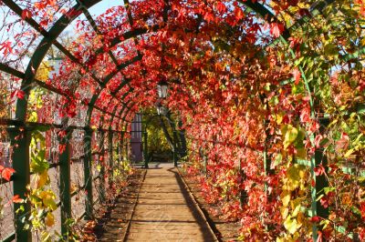 Lantern in autumn leaves