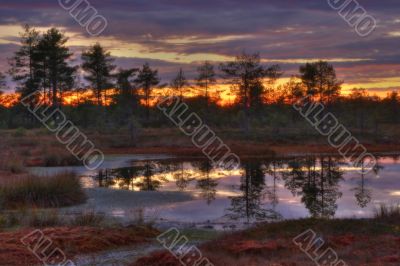 Sunrise on bogs