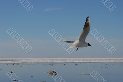 flying seagull