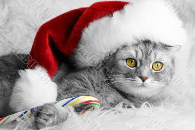 Christmas cat