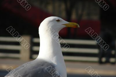 Silver seagull
