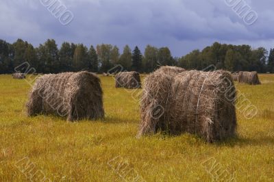 Hay bales