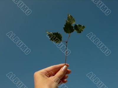 Branch in a hand on a background of the blue sky