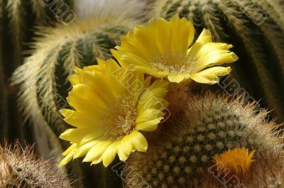 Cactus in blossom
