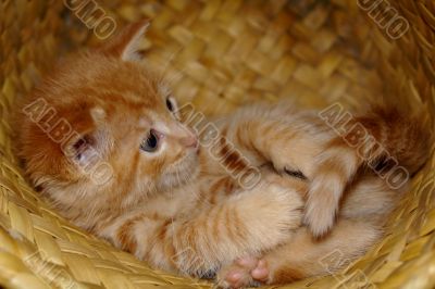 the kitten in the basket