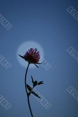 Moon and flower