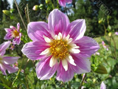 blossom of the dahlia