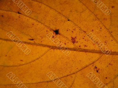 yellow brown leaf
