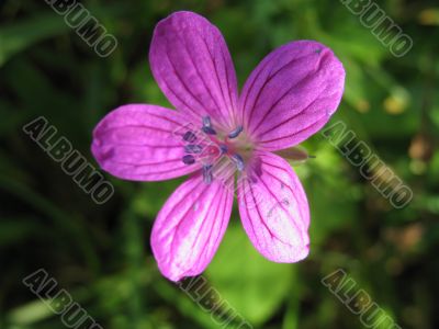 small violet blossom