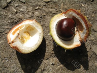 cracked chestnut on the ground