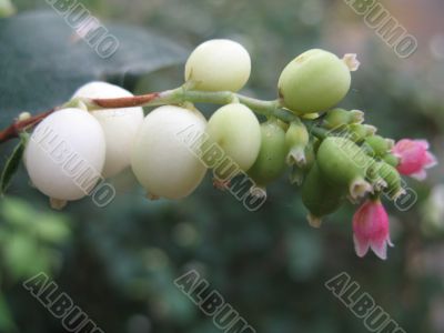 white wild berry