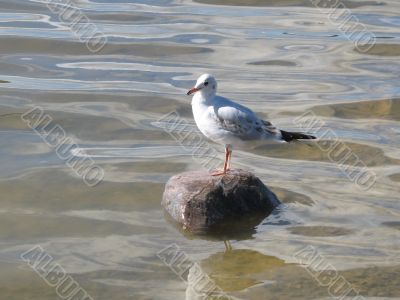 gull on the stone