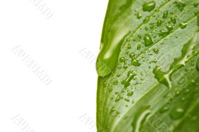 water droplets on leaf