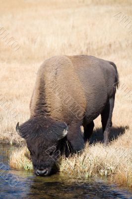 bison drinking from river