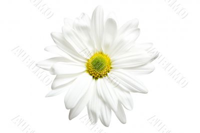 white daisy isolated