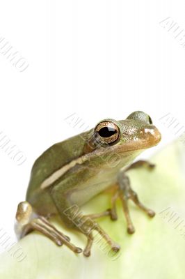 frog closeup on leaf