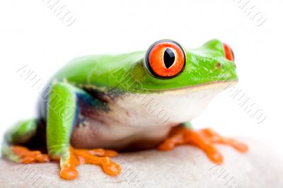 frog closeup