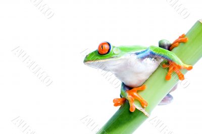 red-eyed tree frog