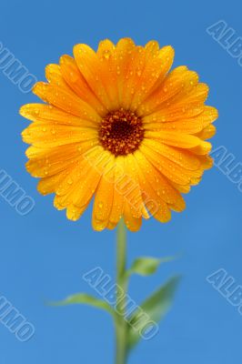 yellow gerber daisy