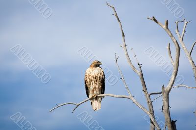 hawk on dead tree
