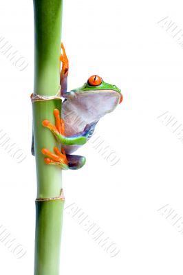 frog on bamboo