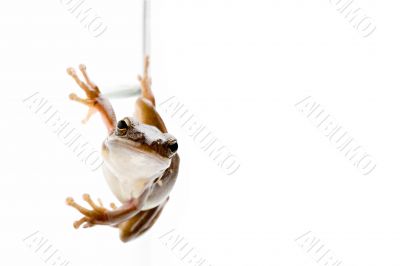 frog on glass