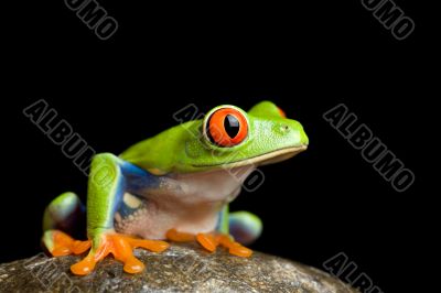 frog on a rock