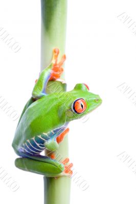 frog on bamboo