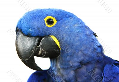 Hyacinth Macaw