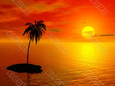 palm on the uninhabited island