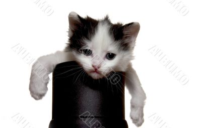 little fluffy kitten