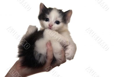 kitten