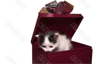 little gift