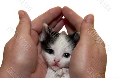 little fluffy kitten