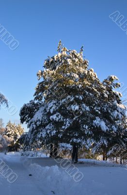 snow-bound trees
