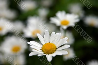 white camomiles