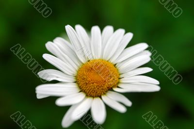 white camomile