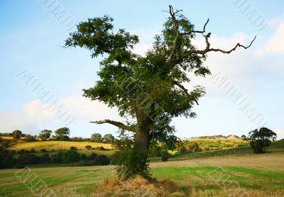 Old Tree Standing