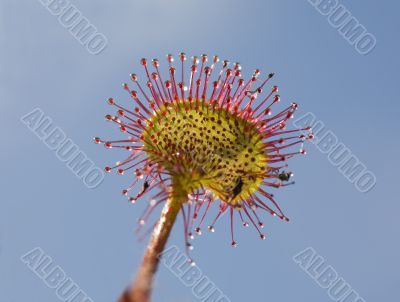 Sundew close up