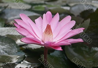 Blooming of lotus flower