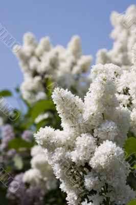 White lilac
