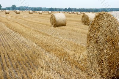 Field