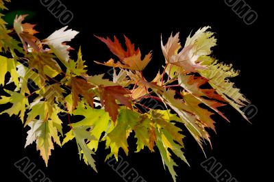 Leaves