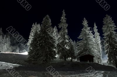 Snowy trees