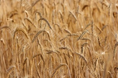 Wheat