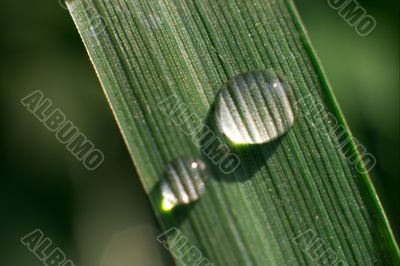 Grass