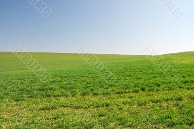 Field